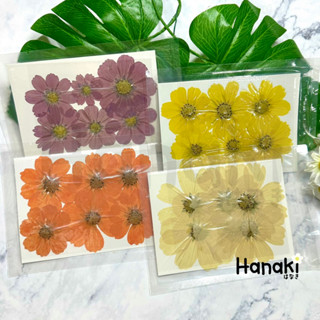 【พร้อมส่ง】ดอกคอสมอส ดอกจีแซง ดอกไม้ทับแห้ง ดอกไม้จริงทับแห้ง ดอกไม้แห้ง Preserved Flowers💐