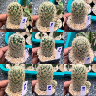 แมมคามิเน่เหลืองดอกชมพู (Mammillaria carmenae)