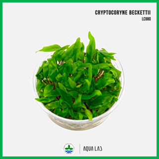 [APC] Cryptocoryne beckettii [ไม้น้ำ - Aquatic Plants] LC980