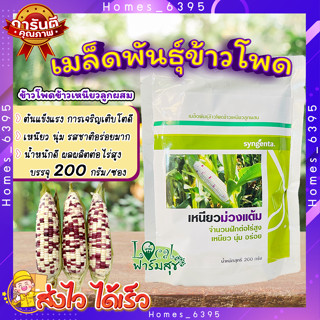 เมล็ดพันธุ์ข้าวโพด เหนียวม่วงแต้ม 200กรัม 🍃 ข้าวโพดข้าวเหนียวผสม ข้าวโพดข้าวเหนียว  ปลูกได้ตลอดปี ฝักสด เหนียว นุ่ม รสชา