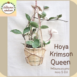 🌼โฮย่าด่างชมพู Hoya carnosa Krimson Queen ในกระถางไม้ไผ่ขนาด 5 นิ้ว ห้อยด้วยเชือกผักตบ พร้อมตะขอแขวน