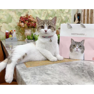 ปลอกคอนิรภัยสลักชื่อ ปลอกคอแมวตัวล็อกสแตนเลส สลักชื่อและเบอร์โทรฟรี กระดิ่งฟรี