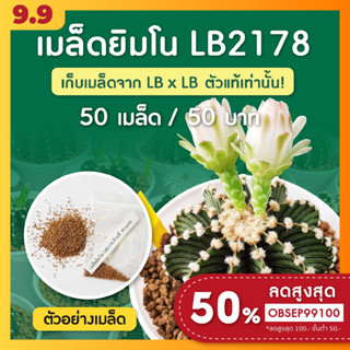เมล็ดแคคตัส ยิมโน LB2178 ตัวแท้! ชุดล่ะ 50 เมล็ด (Gymnocalycium friedrichii lb 2178)