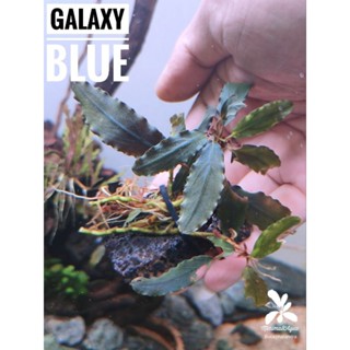 Bucephalandra,Bucep,บูเซป,Brownie Satan,Nanga Pinoh,Galaxy Blue,, Brownie Jade