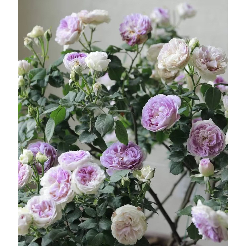 บลูมูนสโตน พร้อมส่ง ต้นใหญ่มาก ตอต้นอายุเกือบ 3 ปี ปกติทั่วไปหลักพัน ร้านเราจัดโปรคืนกำไรให้ลูกค้า🌹 - รูปที่ 3