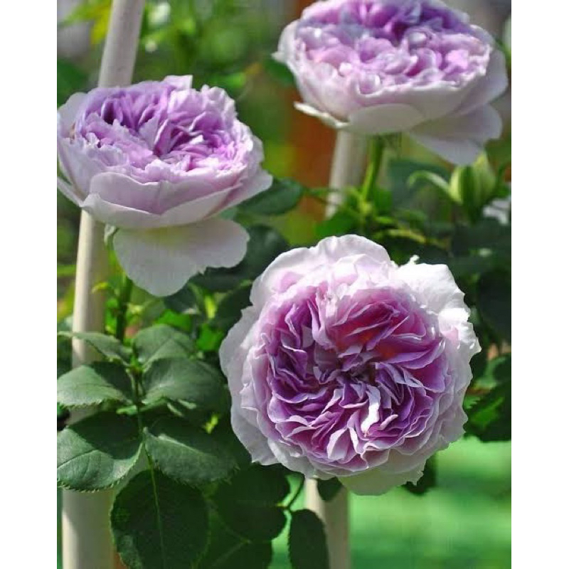 บลูมูนสโตน พร้อมส่ง ต้นใหญ่มาก ตอต้นอายุเกือบ 3 ปี ปกติทั่วไปหลักพัน ร้านเราจัดโปรคืนกำไรให้ลูกค้า🌹 - รูปที่ 4