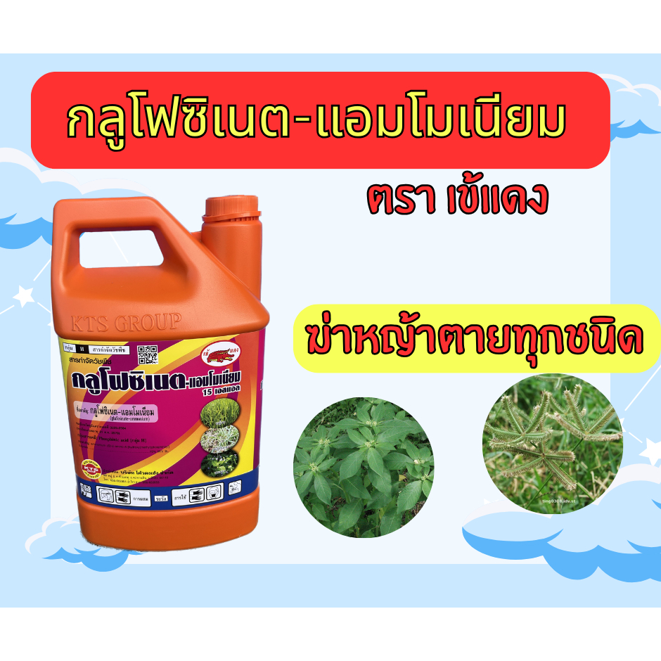กลูโฟซิเนต-แอมโมเนียม 15% 4 ลิตร ตราเข้แดง หญ้าตายเรียบ สูตรเผาไหม้-ดูดซึม กำจัดหญ้าดื้อยา [20027]