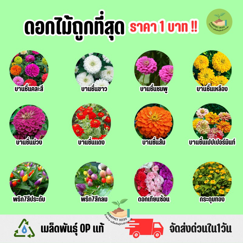 ราคาถูกที่สุด เมล็ดพันธุ์ดอกบานชื่นและดอกไม้ประดับอื่นๆ