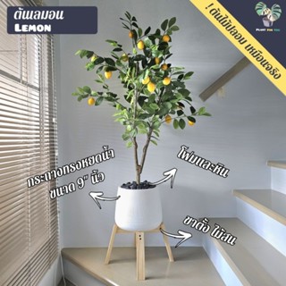 🍋 ต้นไม้ปลอมเกรดพรีเมี่ยม ต้นเลม่อน"ปลอม" (Lemon) 120 cm. (fake tree) ครบชุดพร้อมโชว์