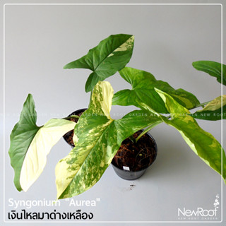 ์NewRootGarden ซิงโกเนียม เงินไหลมาด่างเหลือง กระถาง4 นิ้ว  ไม้ใบ ไม้ด่าง ไม้ประดับในร่ม