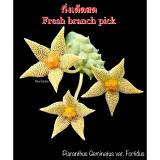 เก๋งจีน Piaranthus Geminatus var. Fortidus *กิ่งเด็ดสด* แคคตัส ไม้อวบน้ำ Cactus and Succule