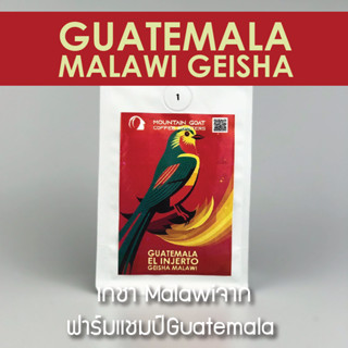 เมล็ดกาแฟ คั่ว กลาง อ่อน ของแรร์ GUATEMALA MALAWI GEISHA เกชาจากแชมป์COE Guatemalaปีล่าสุด