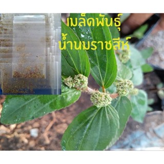 เมล็ดพันธุ์น้ำนมราชสีห์500เมล็ด