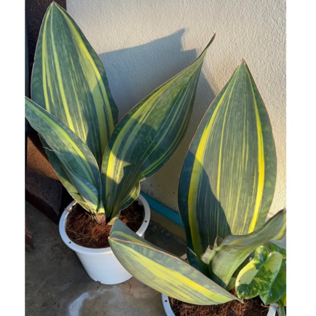 ครีบปลาวาฬด่าง SAMSE-VIERIA/ Mason’s Congo Sansevieria