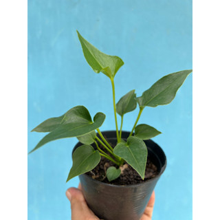 หน้าวัวใบหูช้าง Anthurium brownii กระถาง4”