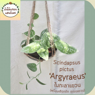 🍀พลูหัวใจแนบ พันธุ์ Scindapsus pictus Argyraeus’ ในกะลาแขวน พร้อมเชือกถัก และตะขอ ช่วยฟอกอากาศ แต่งห้อง/บ้าน/ร้าน