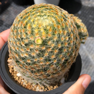 ขนนกเหลืองต้นใหญ่หนามแน่นสวยไซซ์แม่พันธุ์ | แคคตัส Cactus | กระบองเพชร