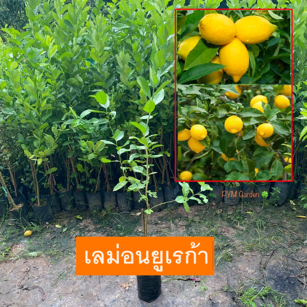 ต้นเลม่อน มะนาวยูเรก้าเลม่อน (Eureka Lemon) กิ่งตอน การันตีให้ผลเร็วภายใน8-10เดือน เลม่อน (รับประกันสินค้า หลังการขาย!!)