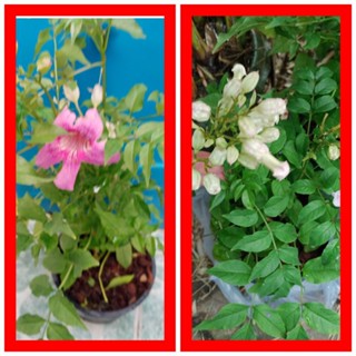ต้นแฺฮปปี้เนส,(.Pink trumpet vine/Phodania...)49บไม้ดอกชมพูไม้พุ่สวยงาม