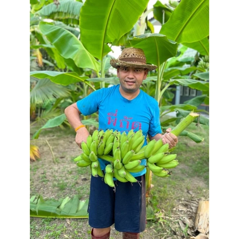 หน่อกล้วยน้ำไท-สวนG-FARM