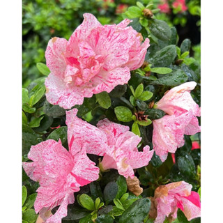 สีชมพูลาย จำนวนจำกัด #ไม้ประดับดูดสารพิษ #กุหลาบพันปี #กุหลาบพันปีAzalea