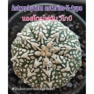 แอสโตรไฟตัม วี (Astrophytum V-type)🌵จัดส่งต้นตามรูป