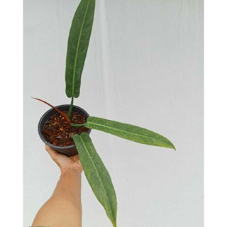 ฟิโลไบคัลเลอร์/philodendron bicolor/ไม้แรร์🎴