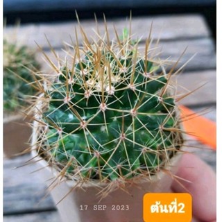 🌵แมมนิโวซ่า หนามสีทอง mammilaria nivosa