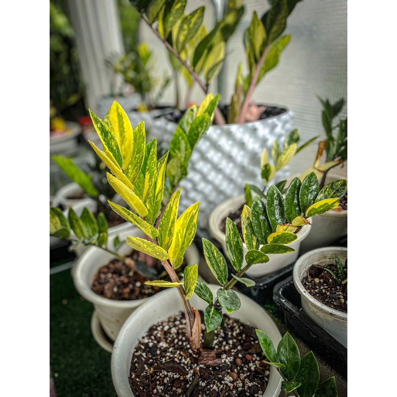 กวักมรกตด่างเหลืองลายเทพๆ แม่พันธุ์ชั้นดีเยี่ยม💚💗💛