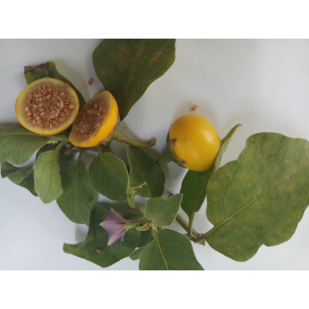 ต้นกล้า มะเขือแจ้  ต้นกล้าละ 9  บาท พร้อมปลูก ซื้อ 10แถม2