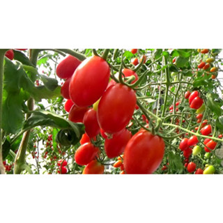 ต้นกล้ามะเขือเทศ เชอรี่สีแดง  ต้นละ 12 บาท ซื้อ 10แถม 2 เชอร…