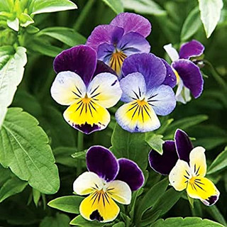 ดอกไวโอล่า คละสี - Helen Mount Johnny Jump Up Viola Pansy Flower