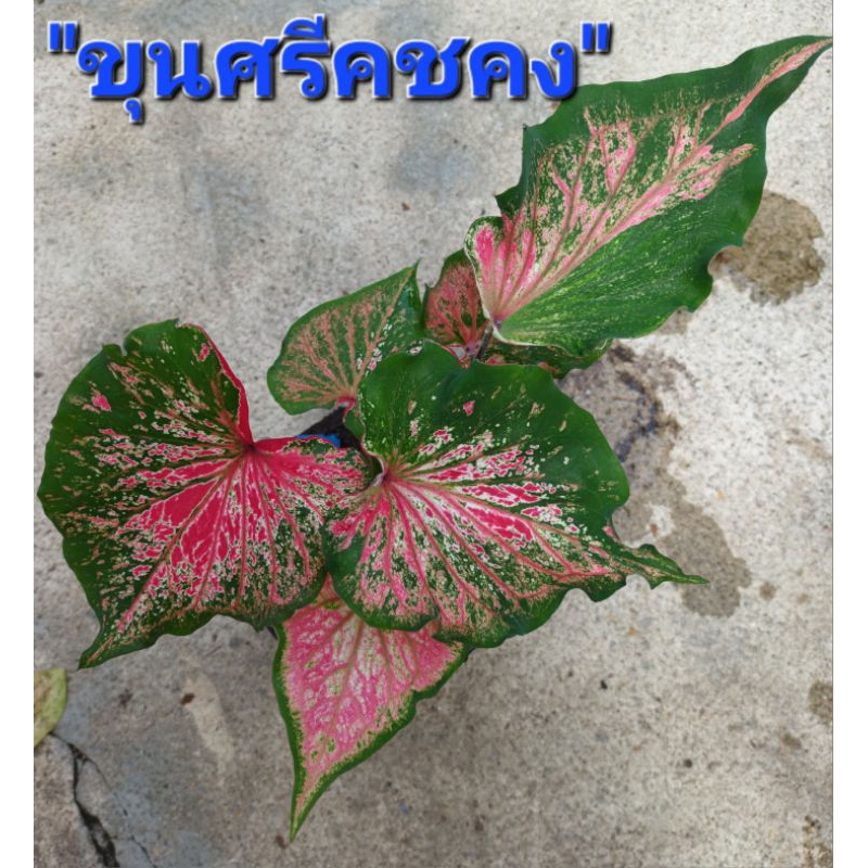 ขุนศรีคชคงบอนสี เป็นบอนแยกหน่อ ส่งกระถาง4นิ้ว แชทเลือกต้นก่อนสั่งนะครับ