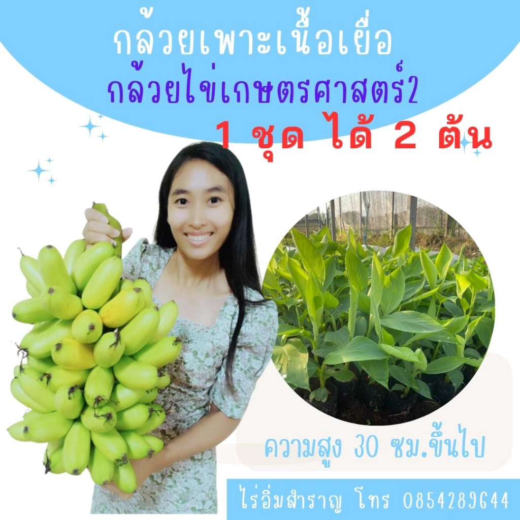 ต้นพันธุ์กล้วยเพาะเนื้อเยื่อ กล้วยไข่เกษตรศาสตร์2 ชุดละ 2 ต้น ปลอดโรค รากแน่น ต้นแข็งแรง พร้อมลงปลูก สายพันธุ์แท้