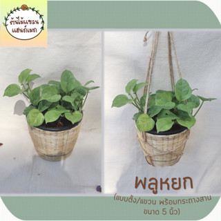 🌱พลูหยก ช่วยฟอกอากาศ ดูดสารพิษ แบบตั้ง/แขวน พร้อมกระถางสาน  ขนาด 5 นิ้ว