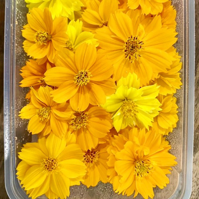 ดอกดาวกระจาย 40 ดอก 🌸 ดอกไม้กินได้ปลอดสาร แต่งเค้ก แต่งอาหาร 🌸 ตัดสด ส่งตรงจากฟาร์มมาตรฐาน GAP