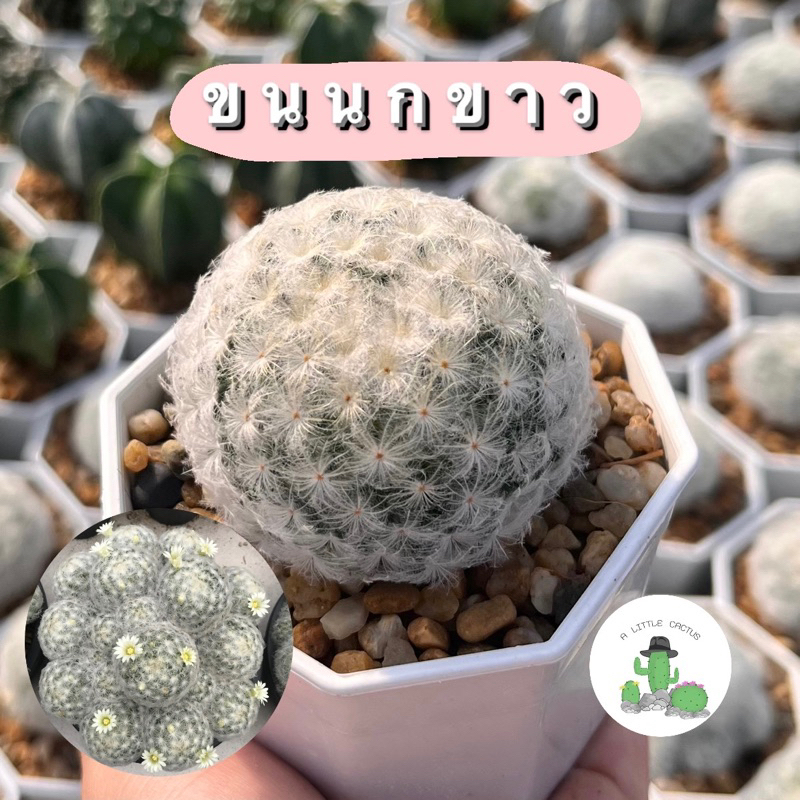 A Little cactus | ขนนกขาว กระบองเพชร แคคตัส