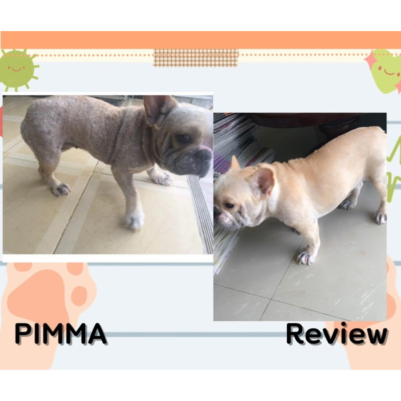 แชมพูอาบน้ำสุนัขและแมวpimma