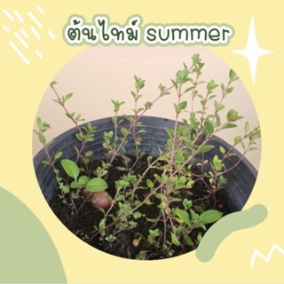 ต้นสมุนไพรฝรั่ง ซัมเมอร์ ไทม์ summer  thyme ไธม์ กระถางเล็กอายุ3-4สัปดาห์