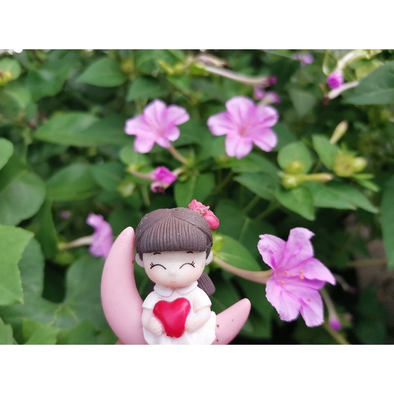 เมล็ดดอกบานเย็นสีม่วงอ่อน