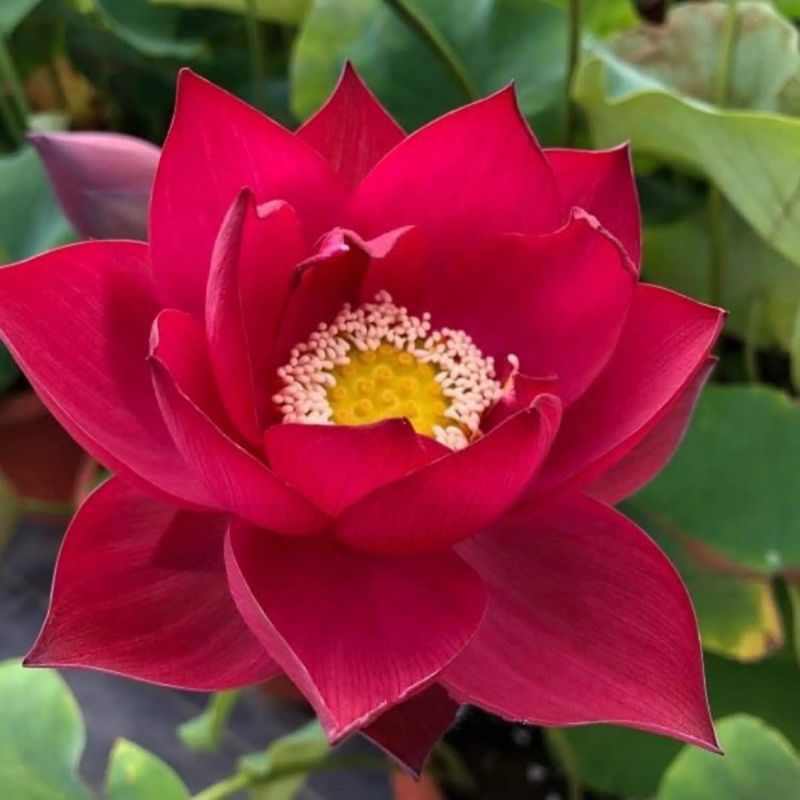 เมล็ดบัวหลวงสีแดง พันธุ์ดอกใหญ่ ใน1 ซองมี 9 เมล็ด ราคาซองละ 80 บาท