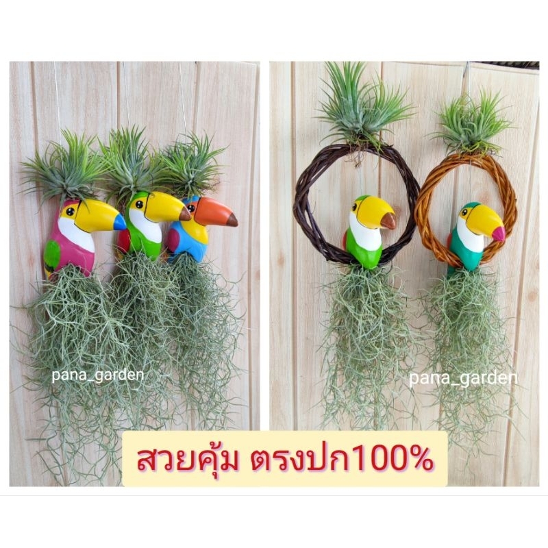 นกเงือกตัวใหญ่แต่งเคราฤาษี