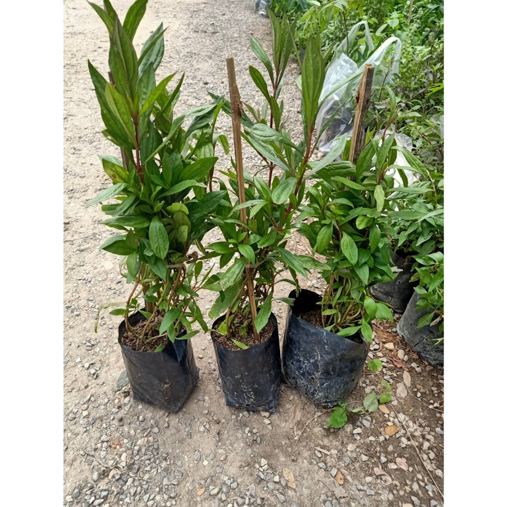 ต้นพันธุ์  สันพร้าหอม  พร้อมปลูกในถุงดำ29 บาท