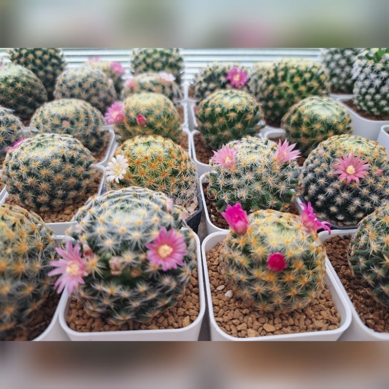 แมมขนนกเหลือง Mammillaria Schiedeana แคคตัส กระบองเพชร