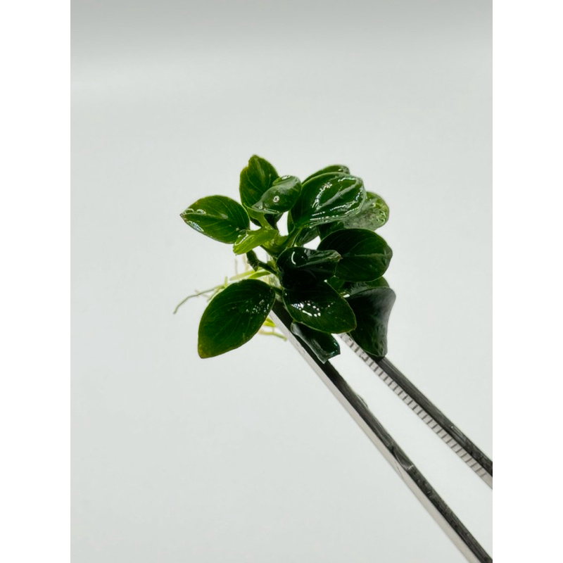 อนูเบียสพรีมั่มมินิ Anubias premum mini ขายแยกเป็นต้น