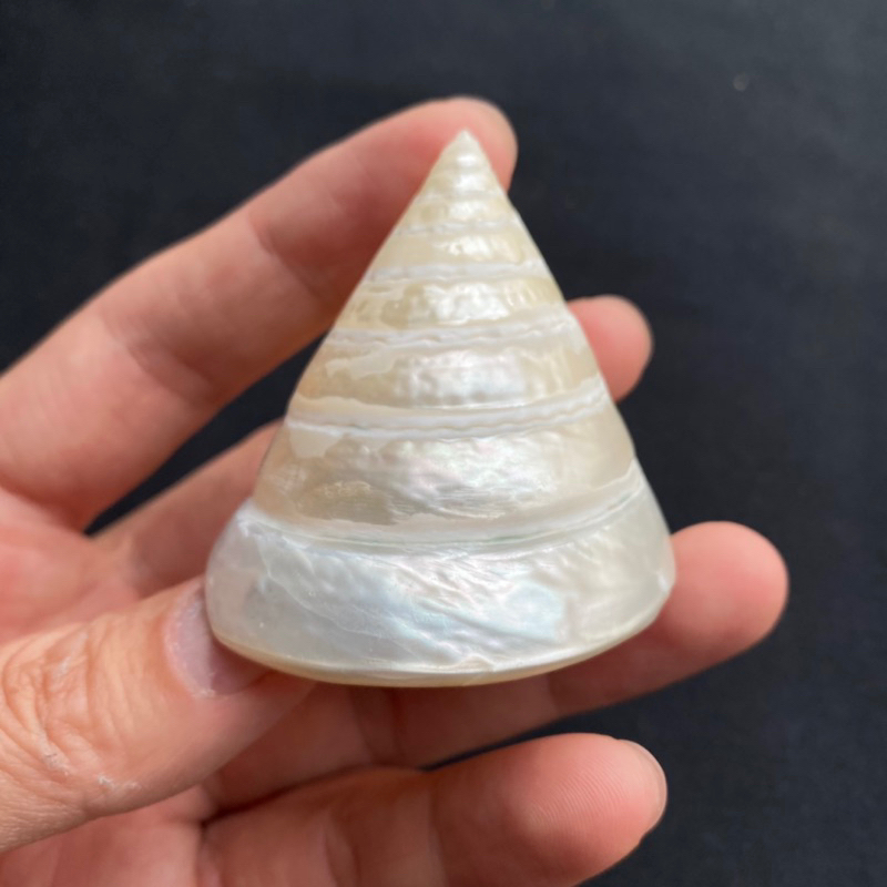 เปลือกหอยสังข์หอคอยเงิน POLISHED TOWER shell หอยขัดเงา สำหรับการตกแต่งบ้าน 5-7cm