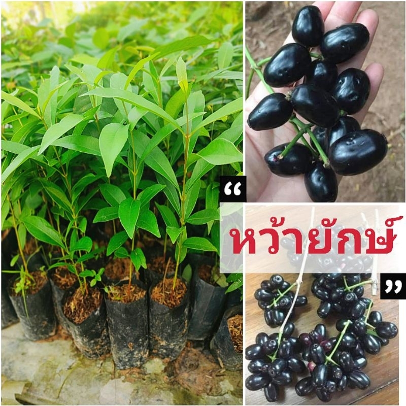 หว้ายักษ์อินเดีย พันธุ์ผลใหญ่ เนื้อหวาน เนื้อเยอะ ช่วยต้านอนุมูลอิสระ ต้นพันธุ์พร้อมปลูก สินค้าเสียหายยินดีเคลมฟรี