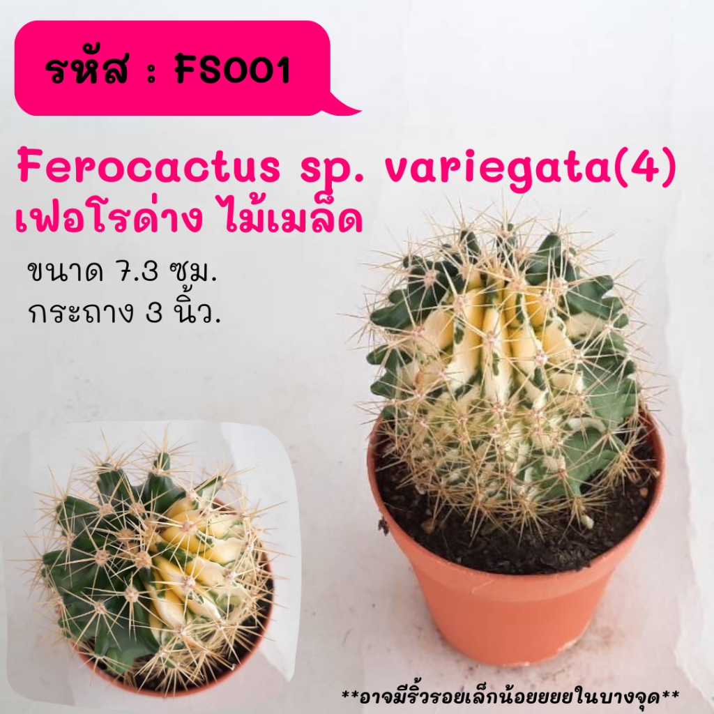 FS001 Ferocactus sp. variegata(4) เฟอโรด่าง ไม้เมล็ด cactus กระบองเพชร แคคตัส กุหลาบหิน พืชอวบน้ำ