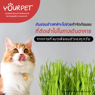 หญ้าแมว ต้นอ่อนข้าวสาลี ปลูกขึ้นง่าย ถาดปลูกมีรูระบายน้ำ สำหรับแมว กระต่าย หนู นก หมา | โตไว ปลอดภัย