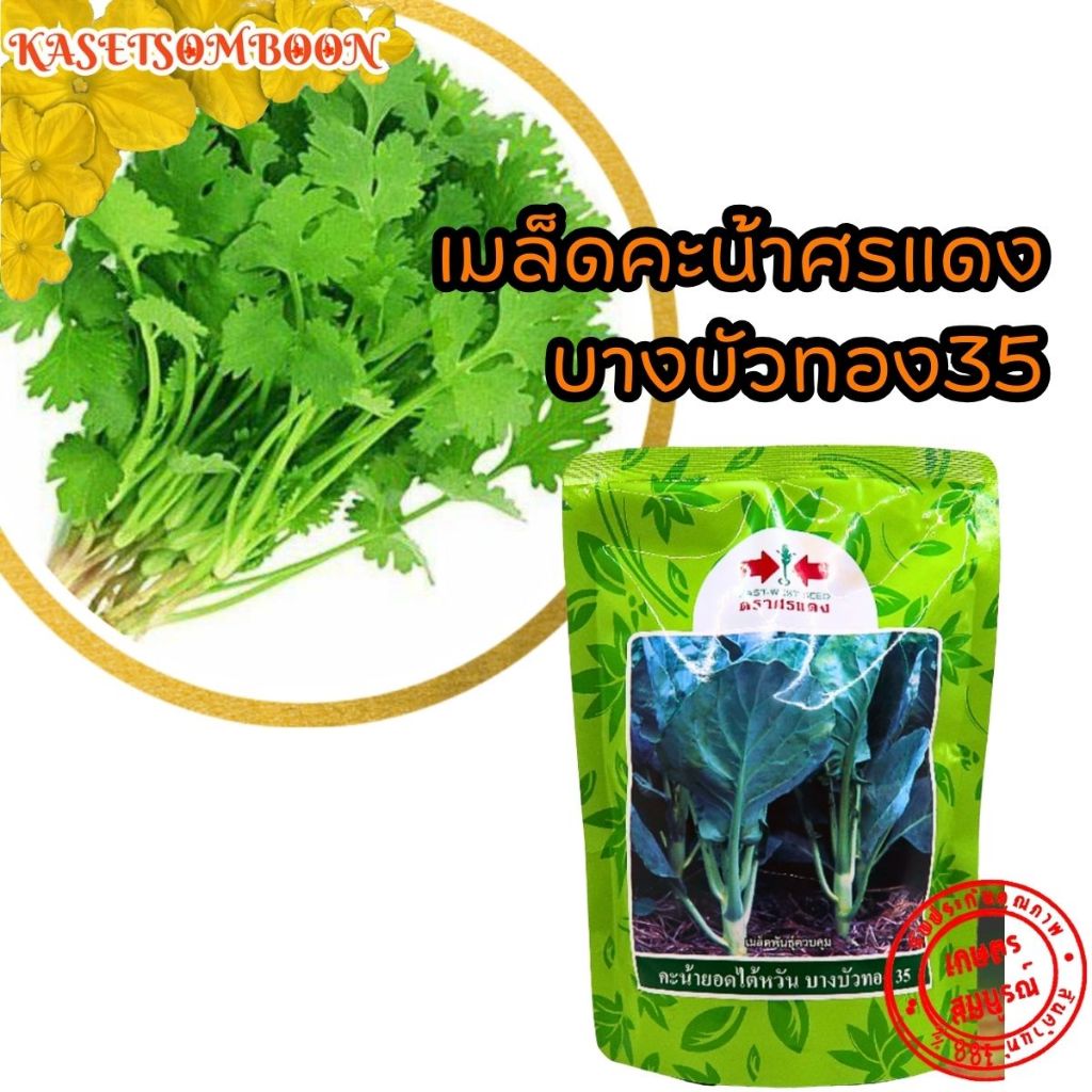 คะน้าศรแดง บางบัวทอง35 เมล็ดพันธุ์ 500 ก./1กก. คะน้ายอด คะน้าใต้หวัน